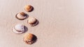 Summer holiday poster with seashells, starfishes on sand ocean beach background. Summer vacation and product advertisement concept Royalty Free Stock Photo