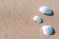 Summer holiday poster with seashells, starfishes on sand ocean beach background. Summer vacation and product Royalty Free Stock Photo