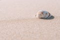 Summer holiday poster with seashells, starfishes on sand ocean beach background. Summer vacation and product Royalty Free Stock Photo