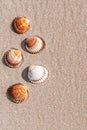 Summer holiday poster with seashells, starfishes on sand ocean beach background. Summer vacation and product advertisement concept Royalty Free Stock Photo