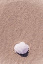 Summer holidays background. Seashells, shells on sand tropical sea beach. Tranquil beach scene with copy space Royalty Free Stock Photo