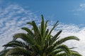 Palm trees, summer background Royalty Free Stock Photo