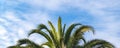 Palm trees, summer background Royalty Free Stock Photo