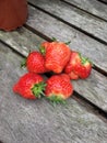 Summer homegrown strawberries British
