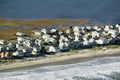 Summer homes on ocean and marsh of York Beach, Maine Royalty Free Stock Photo