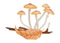 Summer honey fungus, dried leaves, branch. Watercolor hand drawn realistic botanical illustration. Forest mushrooms for