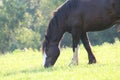 Summer Horse Grazing in a Meadow Royalty Free Stock Photo