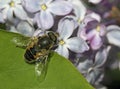 Summer, hover-fly Royalty Free Stock Photo