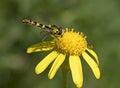 Summer, hover-fly Royalty Free Stock Photo