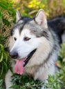 Summer husky portrait