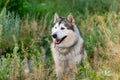 Summer husky portrait