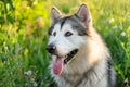 Summer husky portrait