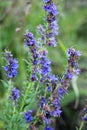 Hyssopus officinalis grows in nature Royalty Free Stock Photo