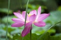 Dancing of the pink lotus Royalty Free Stock Photo