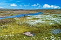 Summer Iceland. Small river among fields of green grass.