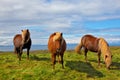 Summer in Iceland Royalty Free Stock Photo