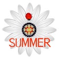 Summer icon with abstract daisy a red ladybug on a on a white background. Royalty Free Stock Photo