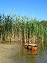 Summer idyl near the lake Royalty Free Stock Photo