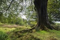 Bowland Beech