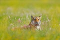Summer image with tiger. Tiger with pink and yellow flowers. Siberian tiger in beautiful habitat. Amur tiger sitting in the grass.