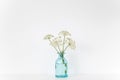 Summer indoor interior. Transparent blue vase with Aegopodium bouquet on table on white background.