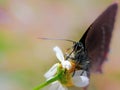 Butterfly on daisy