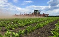 Summer inter-row cultivation of sugar beet Royalty Free Stock Photo