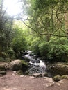 Summer in Ireland, nature and trees