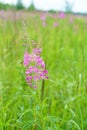 Summer June beautiful landscape with flowering fireweed and mead Royalty Free Stock Photo