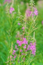 Summer June beautiful landscape with flowering fireweed and mead Royalty Free Stock Photo