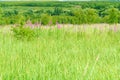 Summer June beautiful landscape with flowering fireweed and mead Royalty Free Stock Photo