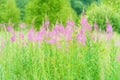 Summer June beautiful landscape with flowering fireweed and mead