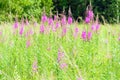 Summer June beautiful landscape with flowering fireweed and mead Royalty Free Stock Photo