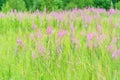 Summer June beautiful landscape with flowering fireweed and mead Royalty Free Stock Photo