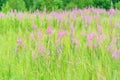 Summer June beautiful landscape with flowering fireweed and mead