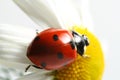 Summer ladybug Royalty Free Stock Photo