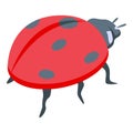 Summer ladybug icon isometric vector. Cute bug Royalty Free Stock Photo