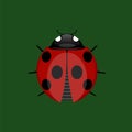 Summer Ladybug Icon Royalty Free Stock Photo