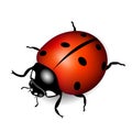 Summer ladybug Royalty Free Stock Photo