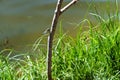 Summer, lake, dragonfly, branch, pond, process Royalty Free Stock Photo