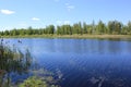 Summer. Lake in the forest.