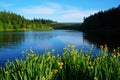 Summer lake landscape with daffodils in the foreground Royalty Free Stock Photo