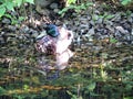 Summer lake with reflection, duck in sunny park, Saint-Petersburg