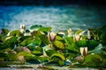 Summer Lake with Water Lily flowers Royalty Free Stock Photo