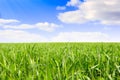 Summer landscape. Royalty Free Stock Photo