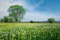 Summer landscape Royalty Free Stock Photo