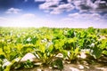 Summer landscape. Agricultural field with sugar beet