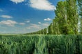 Summer landscape agriculture field with green wheat and trees along scenic view country side farm land idyllic picturesque