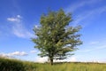 alone green tree on meadow Royalty Free Stock Photo