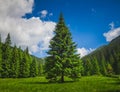 Summer landscape alone pine-tree. Carpathians mountains. Ukraine